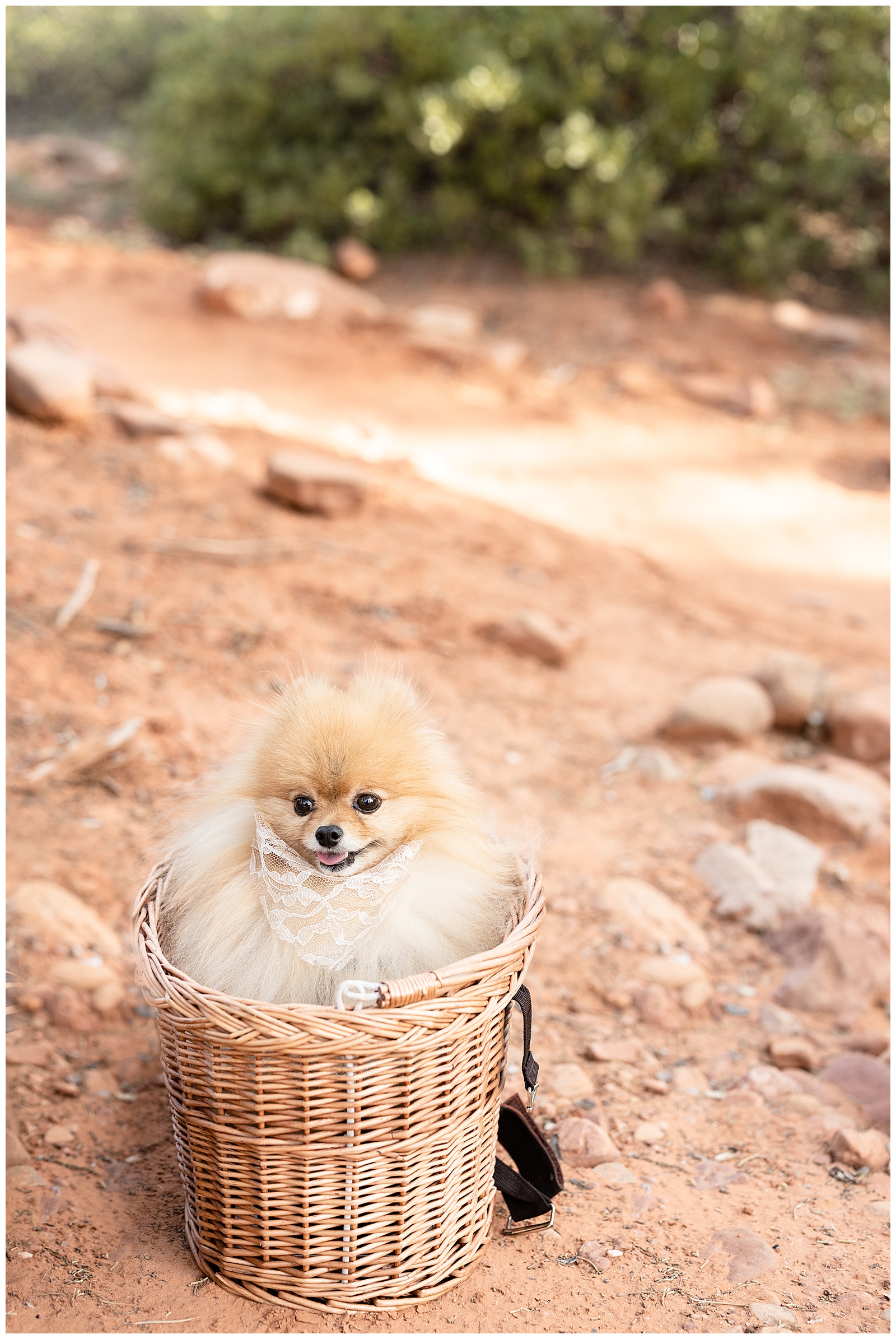 Arizona Wedding Photographer engagement dog in basket