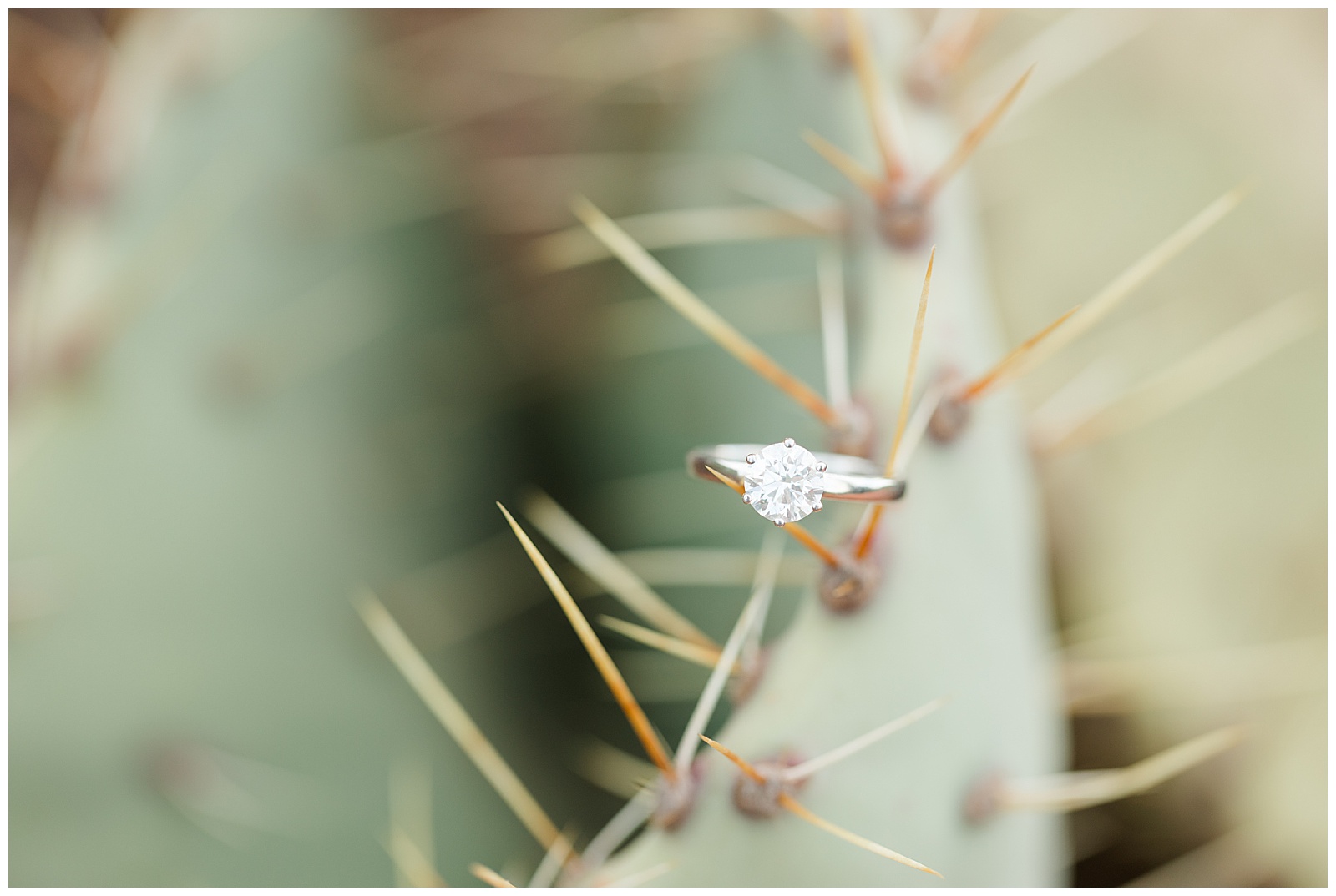 Arizona Wedding Photographer engagement ring on cactus needle
