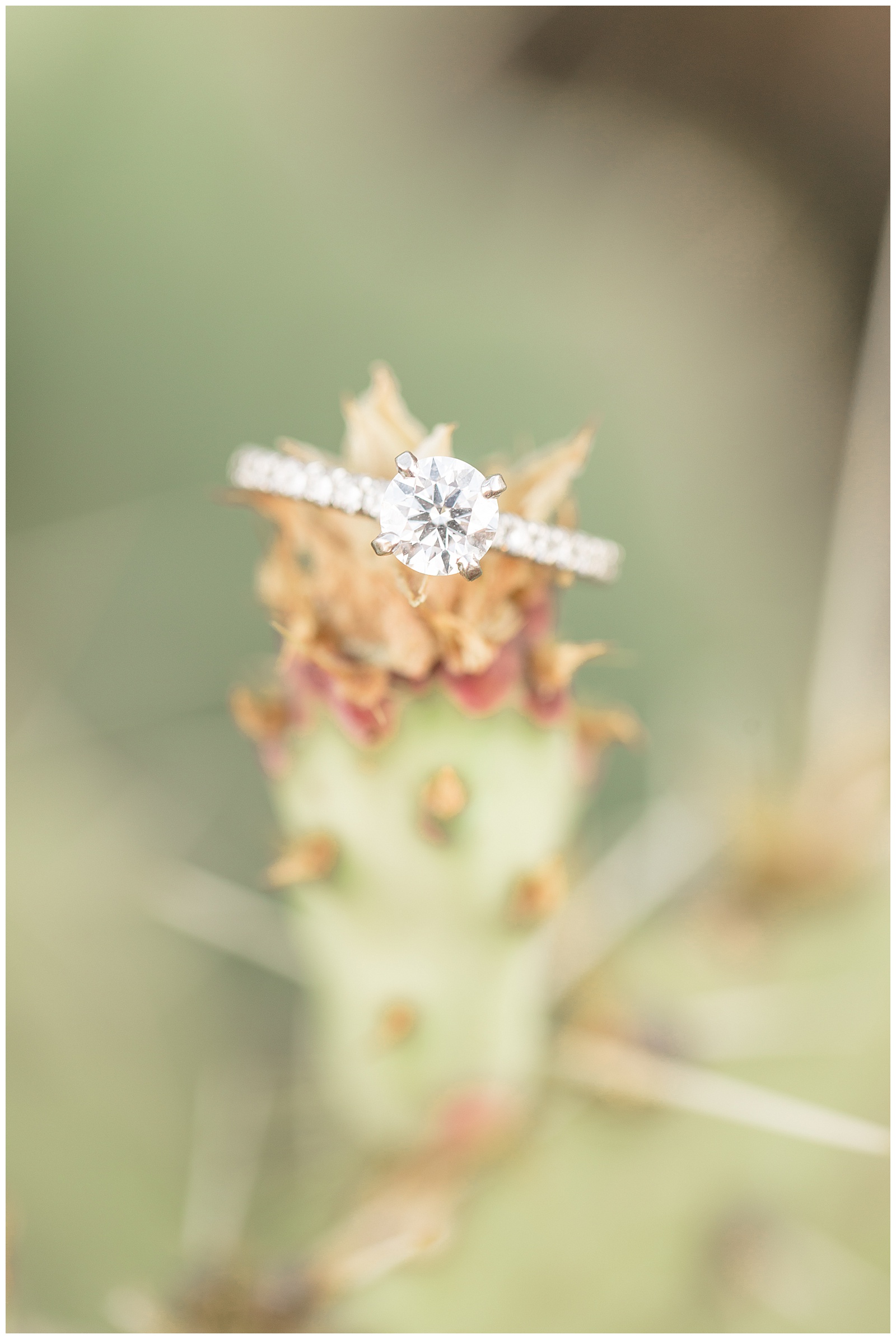 adventure engagement cactus with ring