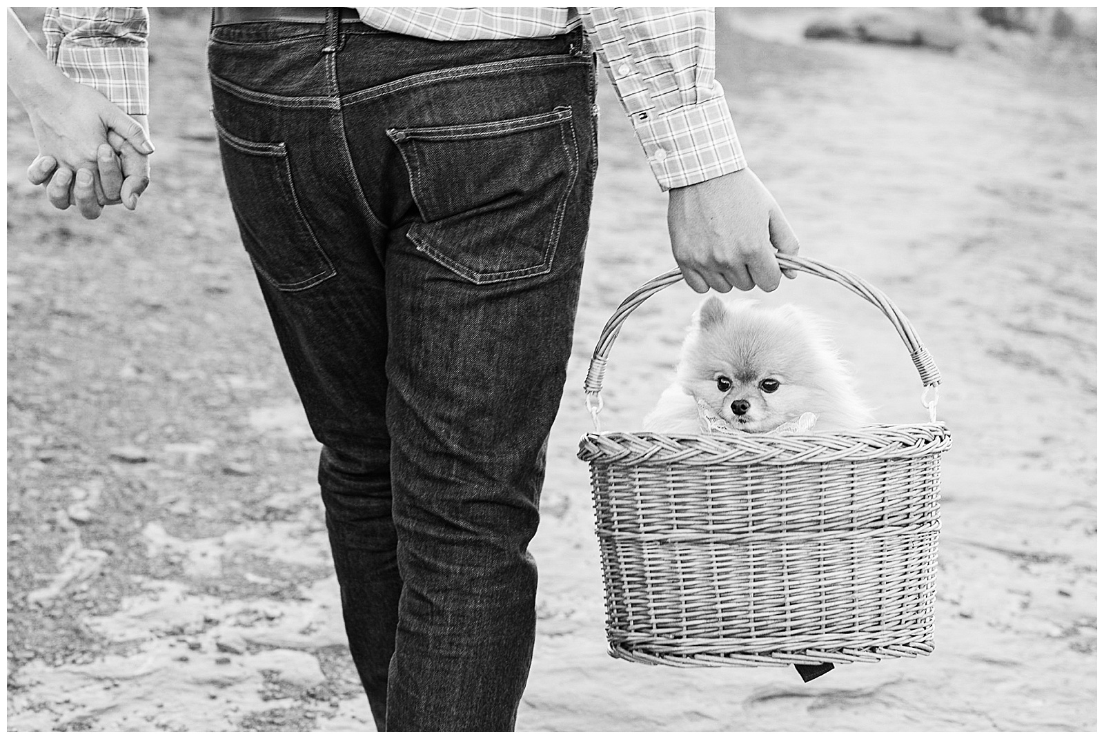 Planning a wedding dog in basket