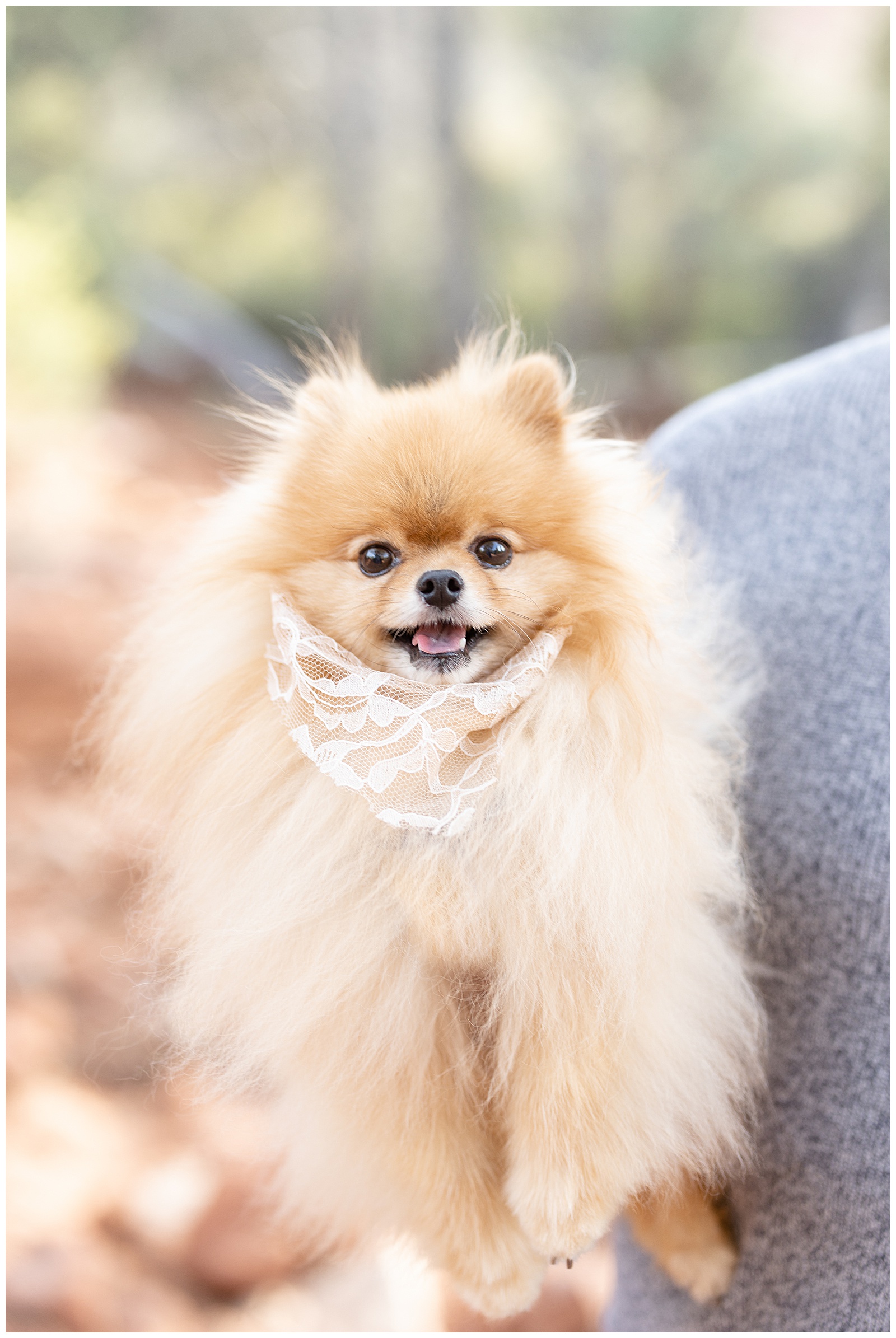 Planning a wedding dog with custom bandana 