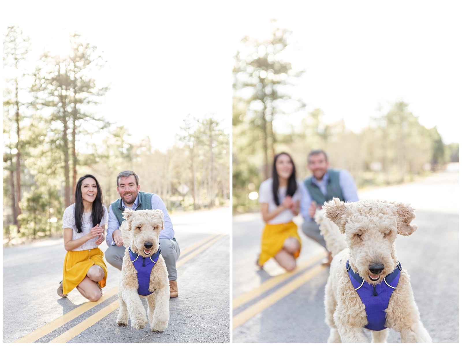 Planning a wedding dog engagement photo